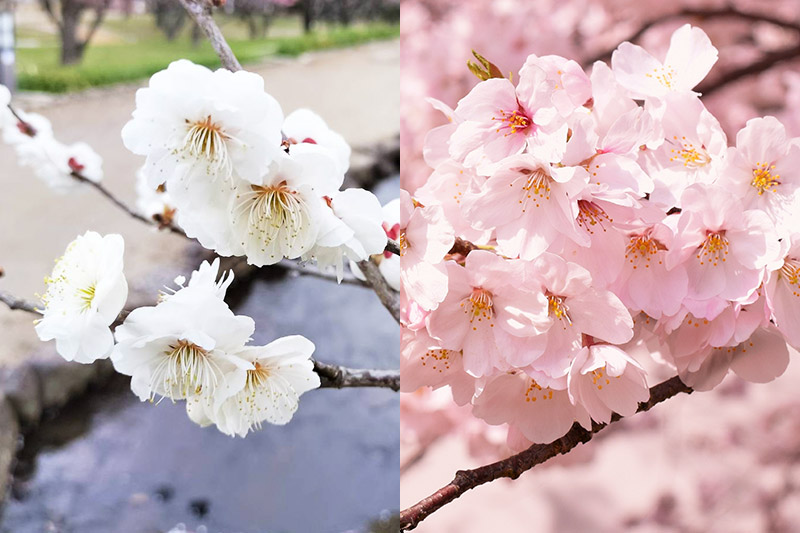 Ume vs Sakura Exploring the Differences Between Japan's Iconic Blossoms